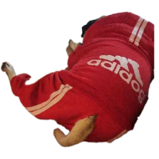 Telegram sticker 🎄 🦒 Personal Giraffe :: @fStikBot