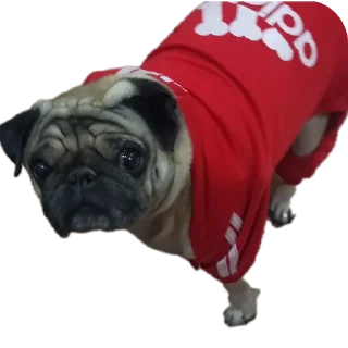 Telegram sticker 🐶 🦒 Personal Giraffe :: @fStikBot