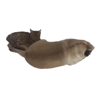 Telegram sticker 🐱 🦒 Personal Giraffe :: @fStikBot