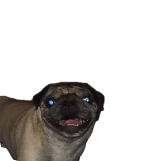 Telegram sticker 🐶 🦒 Personal Giraffe :: @fStikBot