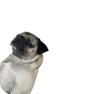 Telegram sticker 🐶 🦒 Personal Giraffe :: @fStikBot