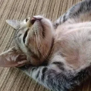 Video sticker 😎 Котята топ!!! :: @fStikBot