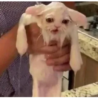 Telegram sticker 🚿 Котята топ!!! :: @fStikBot