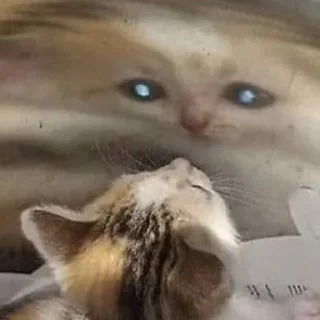 Telegram sticker 🕳 Котята топ!!! :: @fStikBot