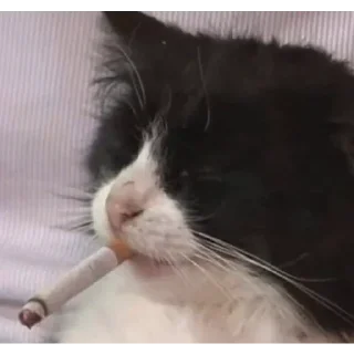 Video sticker 🚬 Котята топ!!! :: @fStikBot