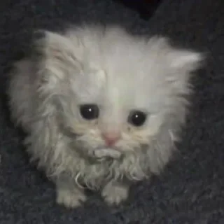 Sticker 😔 Котята топ!!! :: @fStikBot