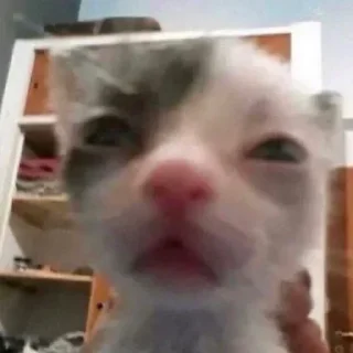 Video sticker 🙄 Котята топ!!! :: @fStikBot