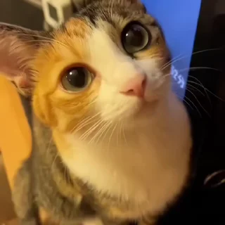 Video sticker 🐱 Cats are stupid ✅ // @Anime_Sticker_noob