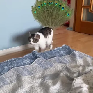 Video sticker 🐱 Cats are stupid ✅ // @Anime_Sticker_noob