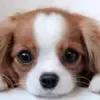 Video sticker 🤩 random ➜ @emoji1