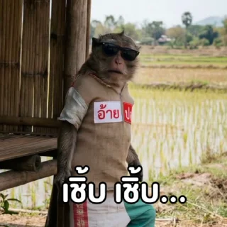 Video sticker 😜 @mystickerthai_bot บักลิงค์ ไป KTV