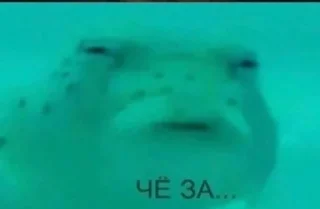 Telegram sticker ❓ Все што пришло в голову :: @fStikBot