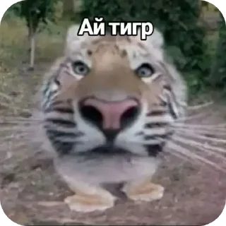 Telegram sticker 👄 Все стикеры тг кликай и бери 👉 @stiki_tg_nah_canal