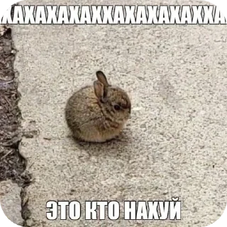 Telegram sticker 🐞 Все стикеры тг кликай и бери 👉 @stiki_tg_nah_canal
