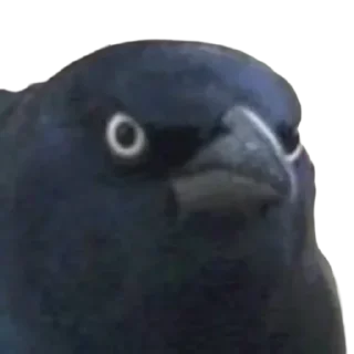 Video sticker 🧐 Nicola Terranera