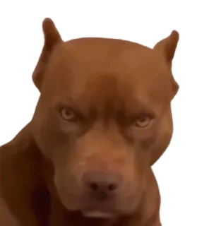 Sticker 🫶 Nicola Terranera