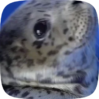Video sticker 🥺 @stiki_tg_nah_canal