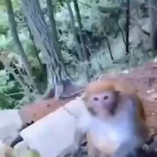 Video sticker 🥰 bibizyanki 🐵 @forest_stickers