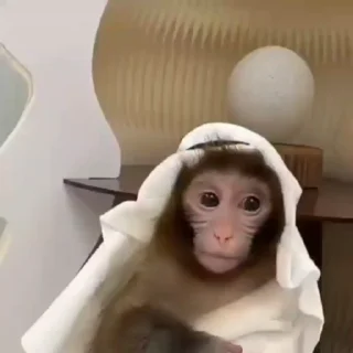 Video sticker 😍 bibizyanki 🐵 @forest_stickers