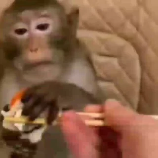 Video sticker 😘 bibizyanki 🐵 @forest_stickers