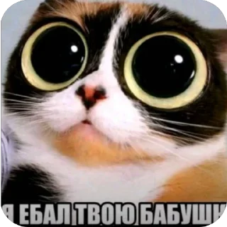 Telegram sticker 🫥 Pudors