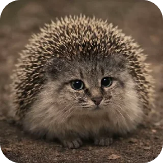 Sticker 👍 Котоёж