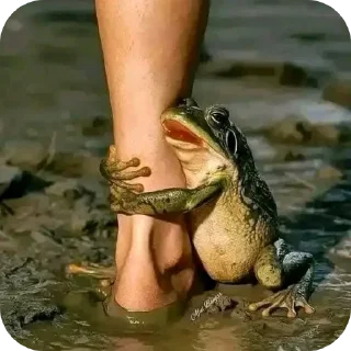 Telegram sticker 😌 SO ZOEIRAS