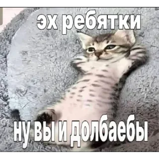 Telegram sticker 😌 🍒Оценивай кружки @vidosik8