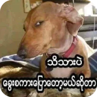 Video sticker 🐶 မအေးအေး၀င်းစီစဉ်သည်။