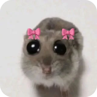 Video sticker 🐱 မအေးအေး၀င်းစီစဉ်သည်။