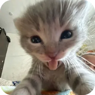 Telegram sticker 🐱 😝 :: @fStikBot