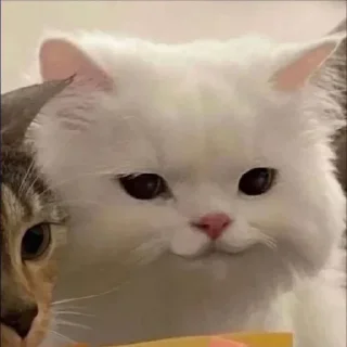 Video sticker 😏 lalalalalalalalalalalalala