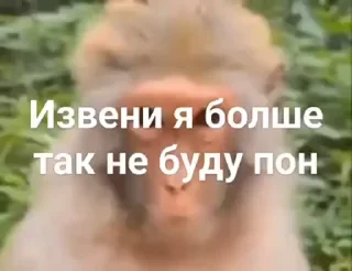 Video sticker 😭 Манки