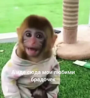 Video sticker ☺️ Манки