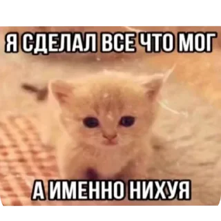 Telegram sticker 🐱 Больше стиков тут: @stikery4