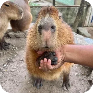 Telegram sticker 🤝 Больше стиков тут: @stikery4