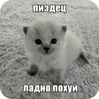 Video sticker 👏 Больше стиков тут: @stikery4