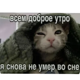 Telegram sticker 🙂 Больше стиков тут: @stikery4