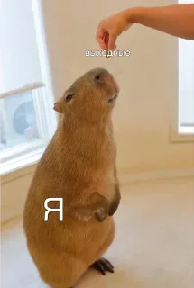 Sticker 🤩 Больше стиков тут: @stikery4