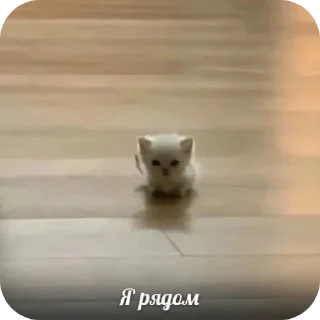 Video sticker 🤨 Больше стиков тут: @stikery4