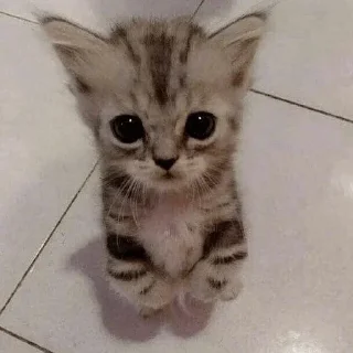 Telegram sticker 🐱 Mark pack