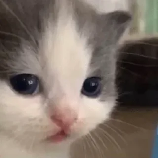 Telegram sticker 🐱 Mark pack