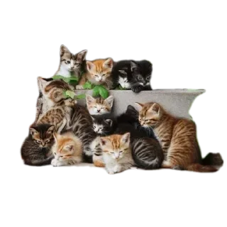 Video sticker 🐈 @Madre_Tierra_5D animales