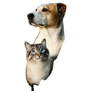 Sticker 🐶 @Madre_Tierra_5D animales