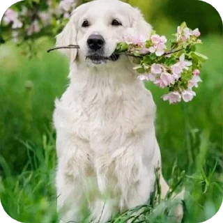 Telegram sticker 🐶 @Madre_Tierra_5D animales