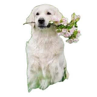 Video sticker 🐶 @Madre_Tierra_5D animales