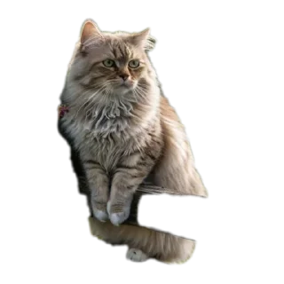 Video sticker 😺 @Madre_Tierra_5D animales