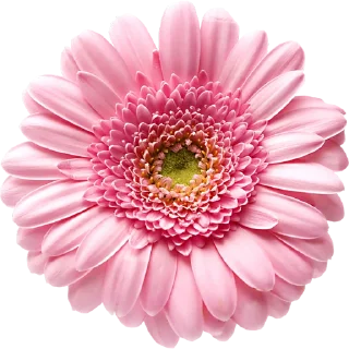 Telegram sticker 🌸 Big Flowers @PunjabiSticker
