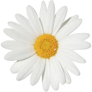 Telegram sticker 🌼 Big Flowers @PunjabiSticker