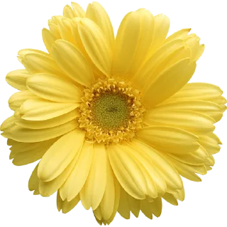 Telegram sticker 🌸 Big Flowers @PunjabiSticker